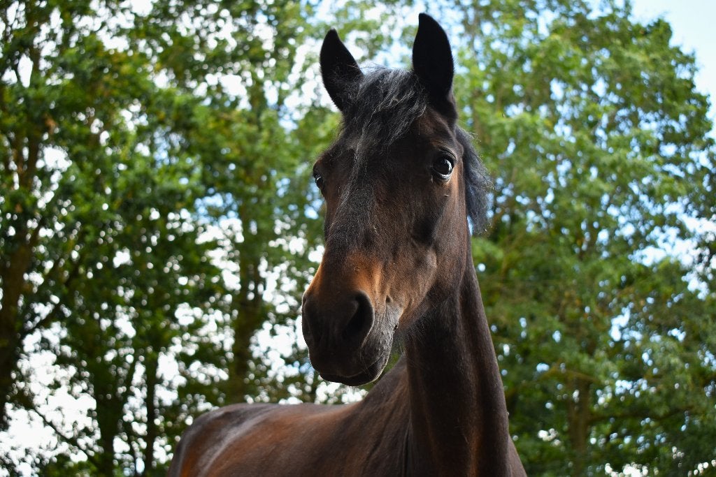 Gezocht: Weidegang voor D pony, Weidegang, 1 paard of pony
