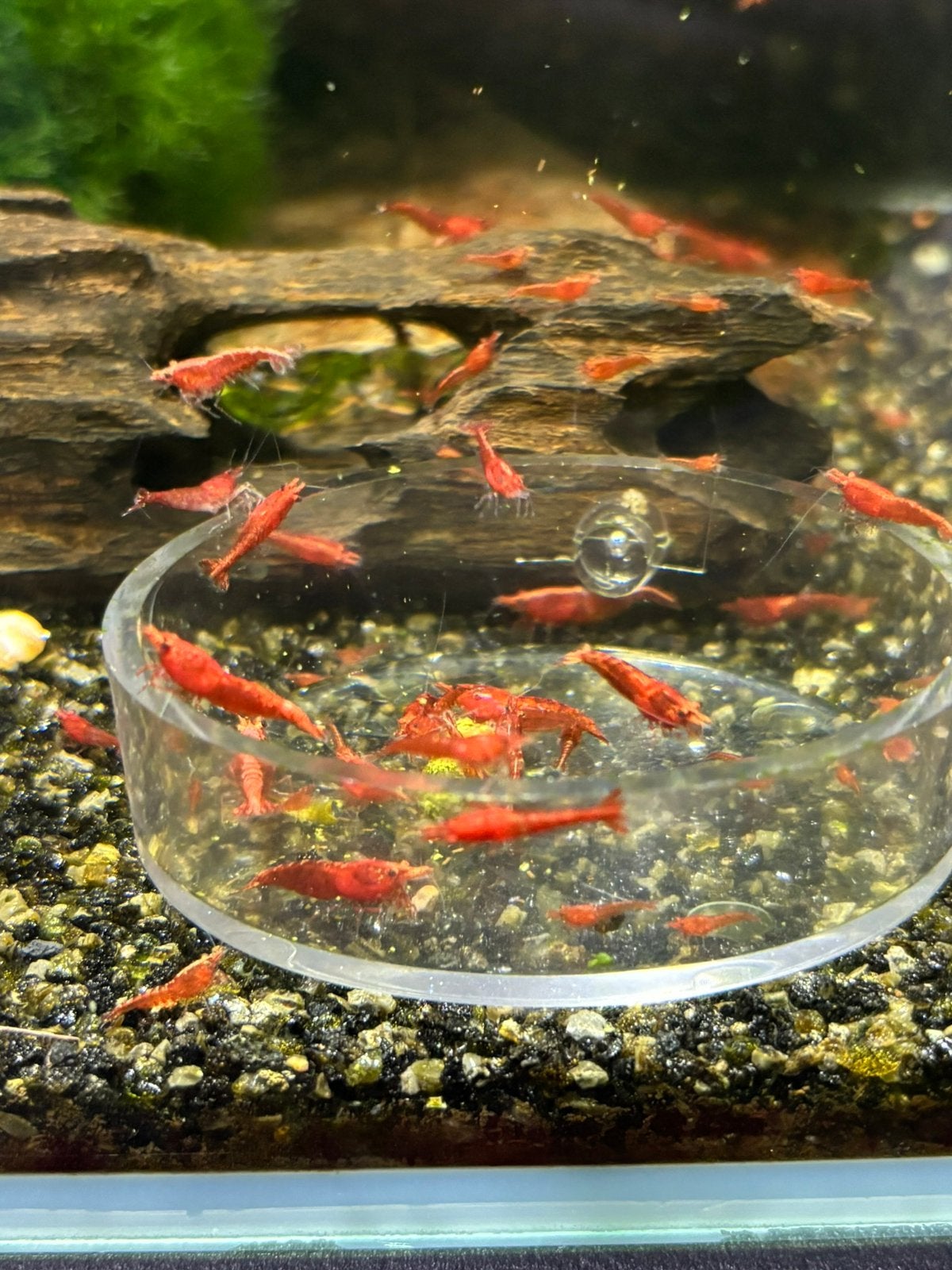 Neocaridina davidi Red Fire / Vuurgarnalen – 10+1gratis, Animaux & Accessoires, Homard, Crabe ou Crevette, Poisson d'eau douce