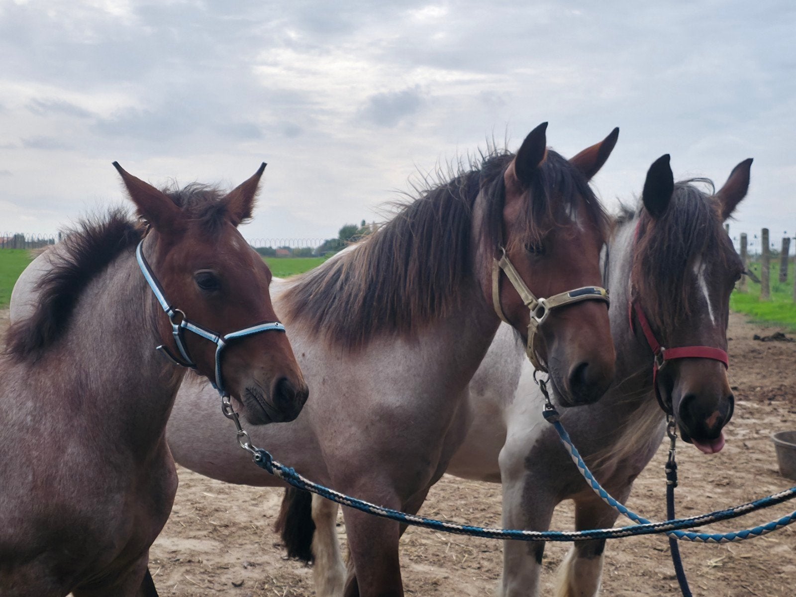 koudbloed roan merrie veule, Dieren en Toebehoren, Merrie, Minder dan 160 cm, 0 tot 2 jaar, Gechipt