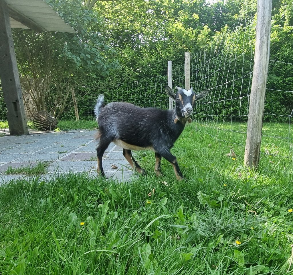 Chèvre Extra naine, Plusieurs animaux, Chèvre, 0 à 2 ans