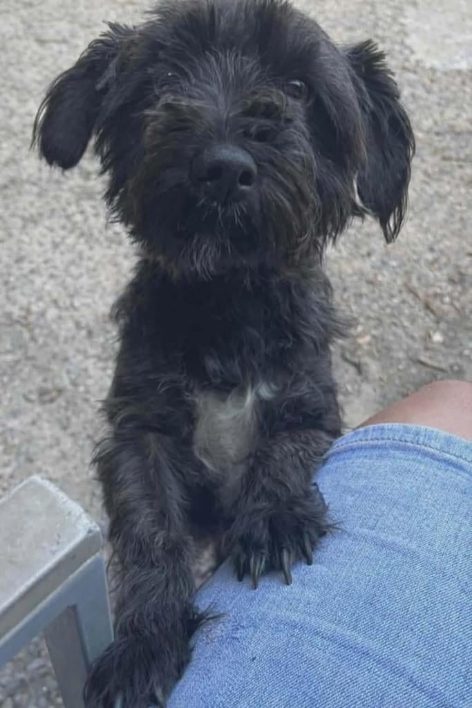 Cherche Toiletteur/euse pour petit bichon croisé griffon., Animaux & Accessoires, 3 à 5 ans, Particulier, Petit, Chienne