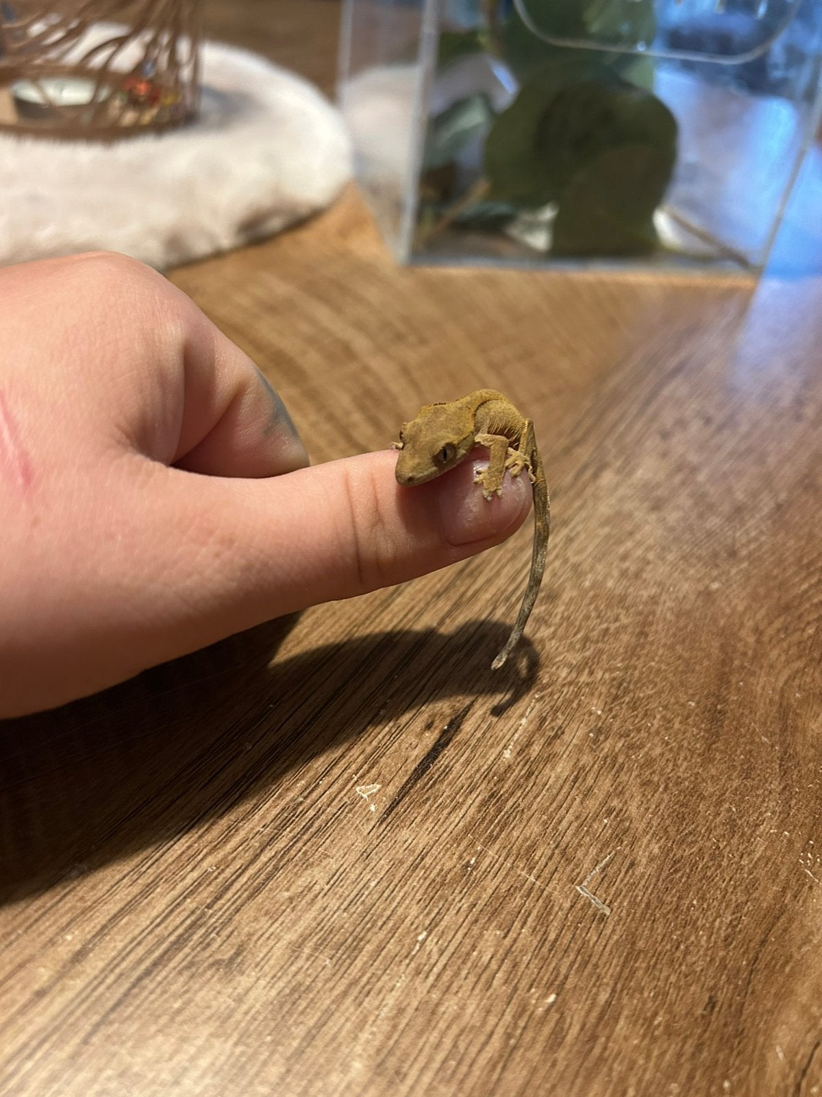 Baby wimpergekko's