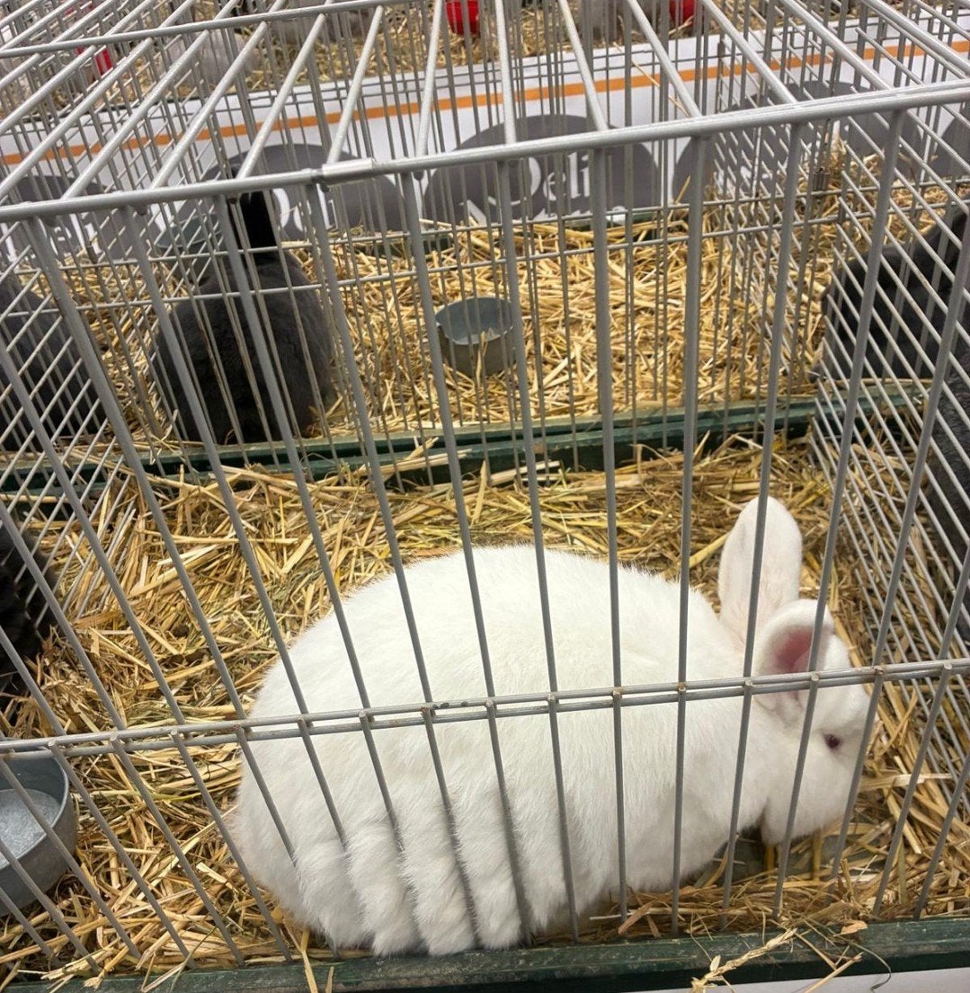 Witte nieuw Zeelander Tentoonstelling kwaliteit, Dieren en Toebehoren