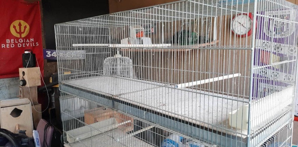 vogels, Dieren en Toebehoren