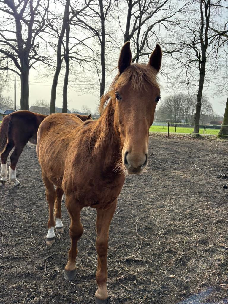 Henstenveulen 2025, Dieren en Toebehoren, Paarden, Recreatiepaard, Ontwormd