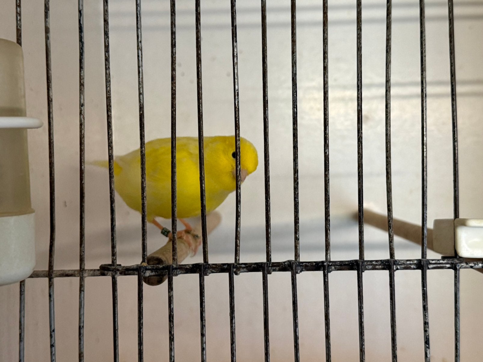 Witte gele en phaeo rood jonge kanaries, Dieren en Toebehoren, Meerdere dieren, Kleurkanarie