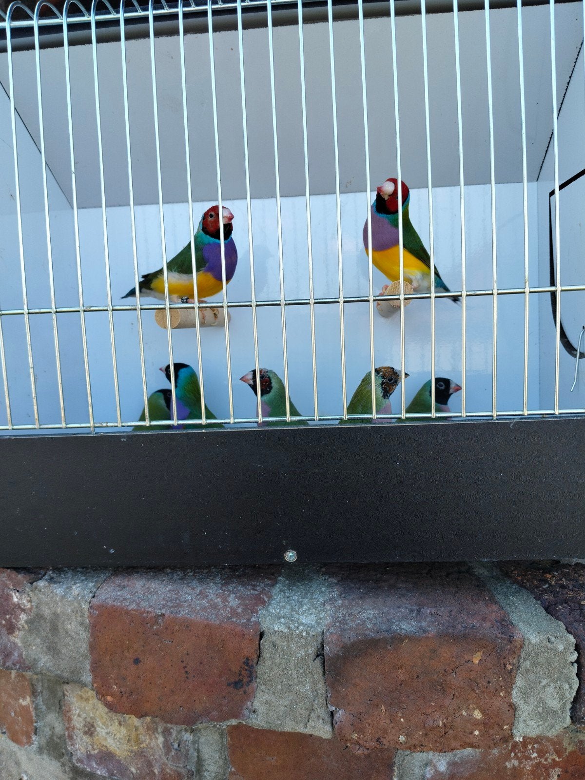 3-4 goulds voor 130€, Dieren en Toebehoren