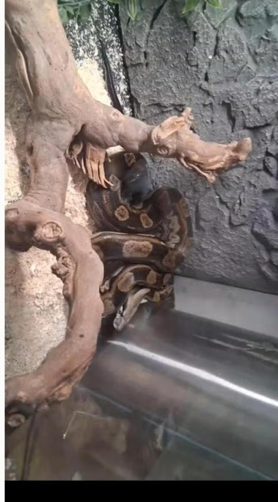 Boa Constrictor, Animaux & Accessoires, Nourriture pour Animaux, Envoi