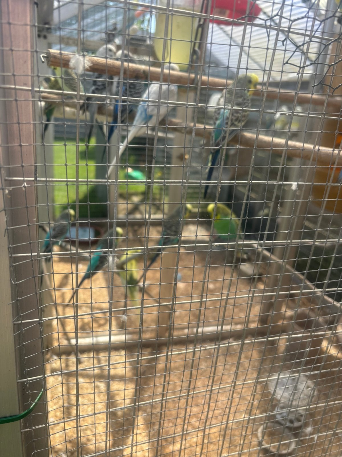 Grasparkieten, Dieren en Toebehoren, Parkiet