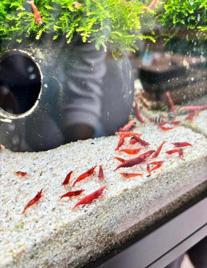 Eigen kweek rode garnalen, Dieren en Toebehoren, Vis, Zoetwatervis