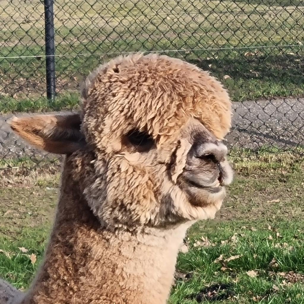 Alpaca hengst bijzondere  afstamming, Juli, Mannelijk