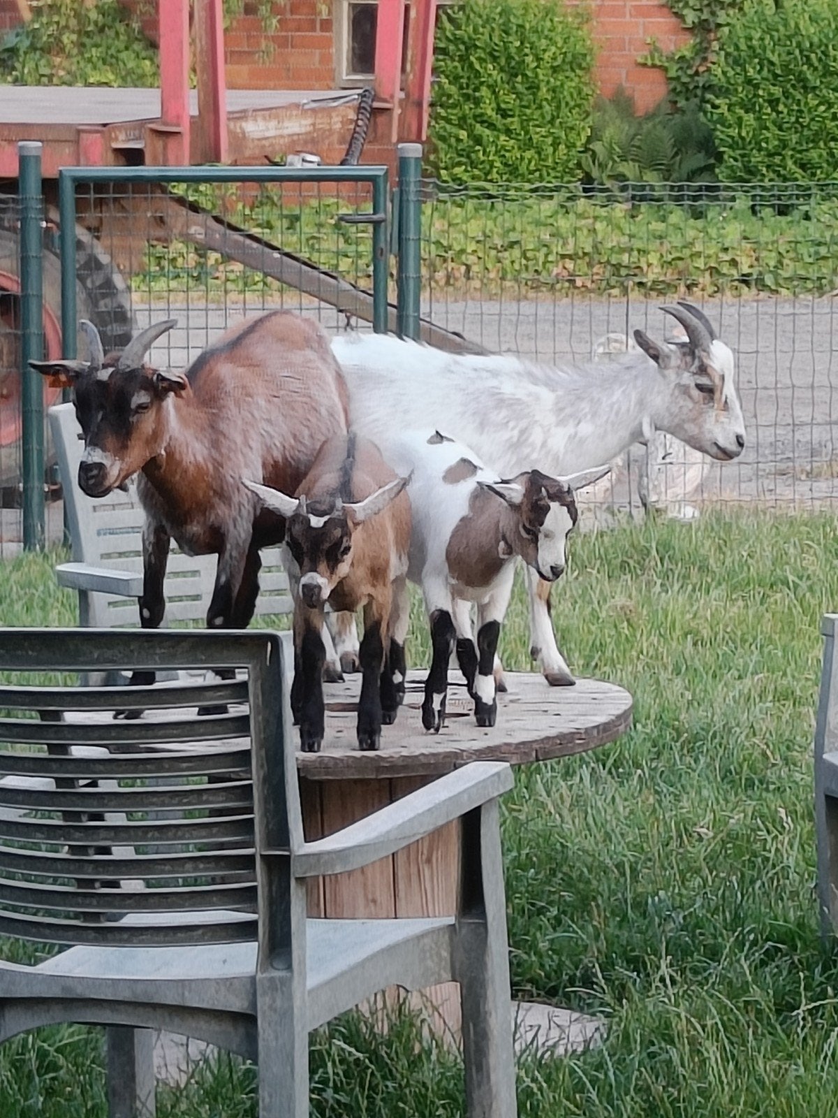 Drie prachtige gezonde gecastreerde bokjes, Dieren en Toebehoren, Schapen, Geiten en Varkens, Mannelijk, Geit, 0 tot 2 jaar