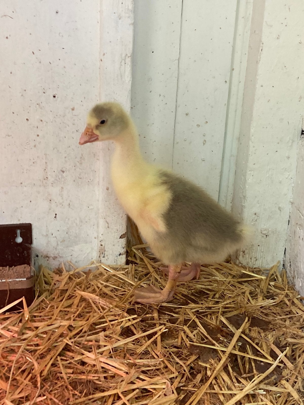 Ganzenkuiken 2 weken oud vrouwtje, Dieren en Toebehoren, Pluimvee