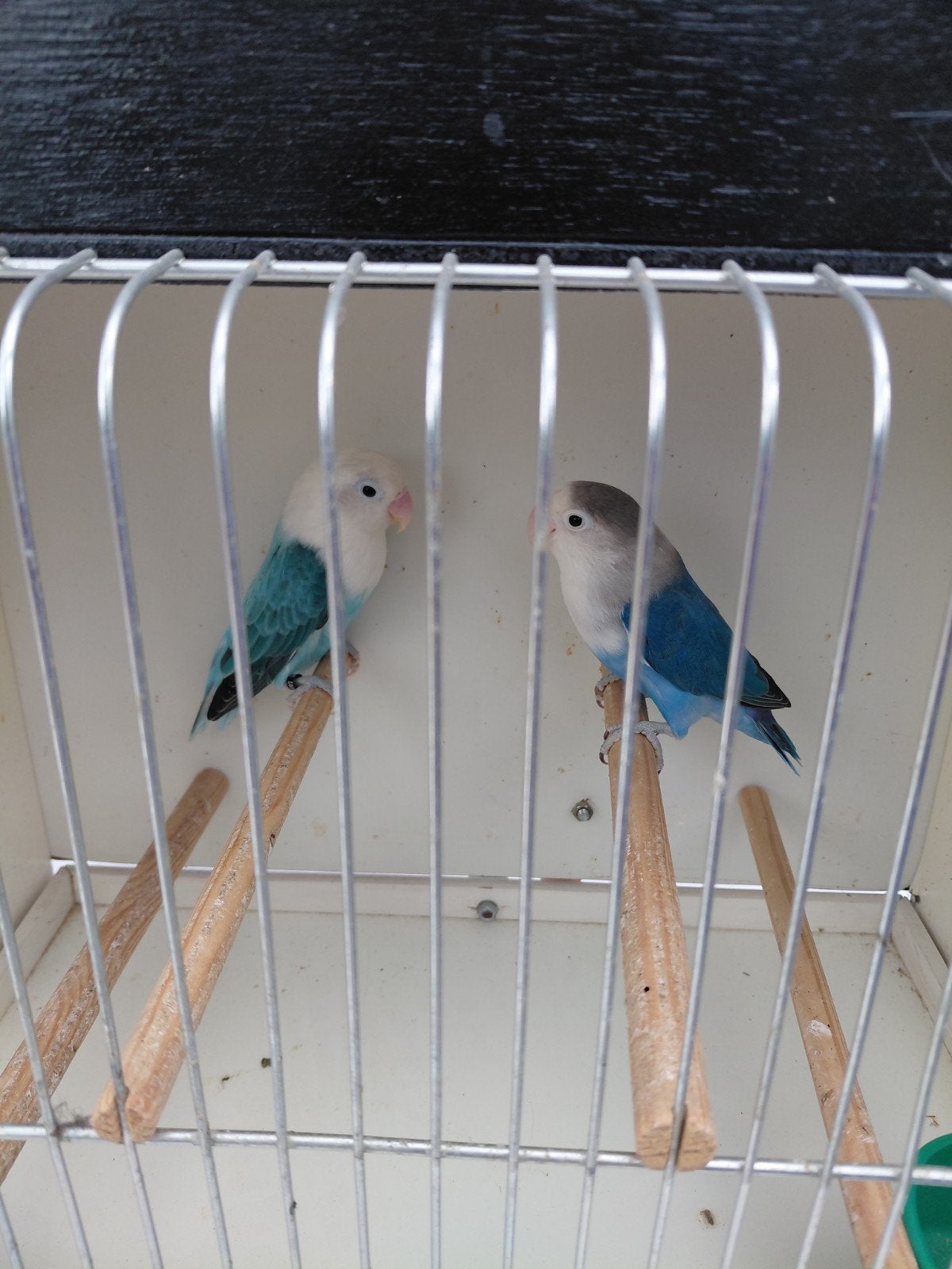 fischeri, Dieren en Toebehoren, Dwergpapegaai of Agapornis