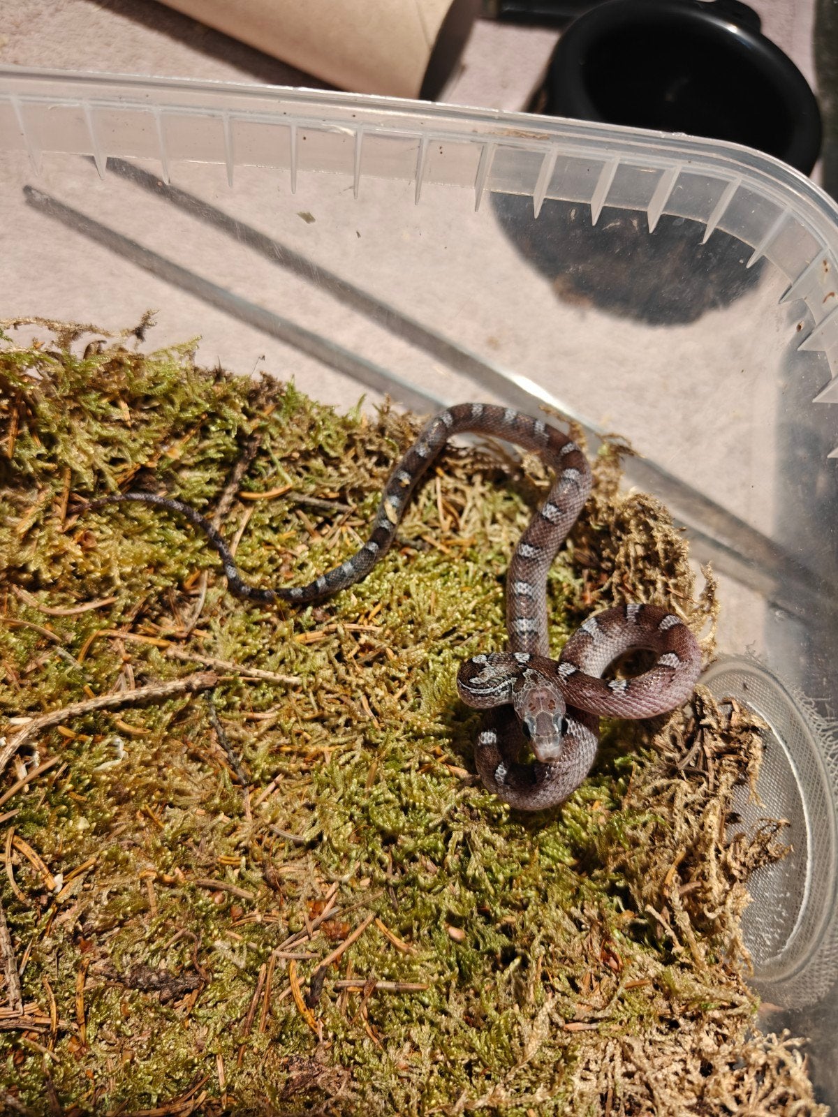 rattenslang pewter, Dieren en Toebehoren, Reptielen en Amfibieën, Slang, 0 tot 2 jaar