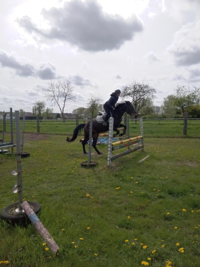 springpaard,PAARD merrie, 4 jaar ,top afst. meerdere 1.60 m, Dieren en Toebehoren, Merrie, M, Springpaard