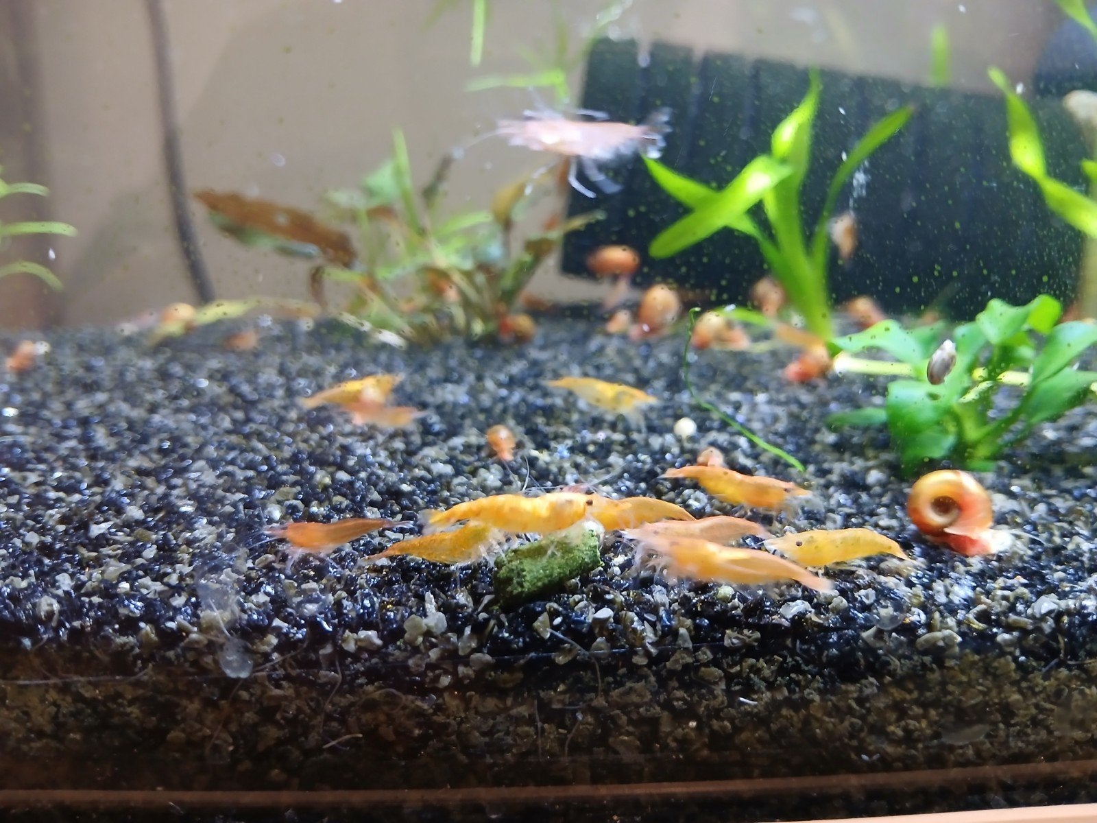 Orange sakura neocaridina garnalen, Dieren en Toebehoren, Vissen | Aquariumvissen, Kreeft, Krab of Garnaal