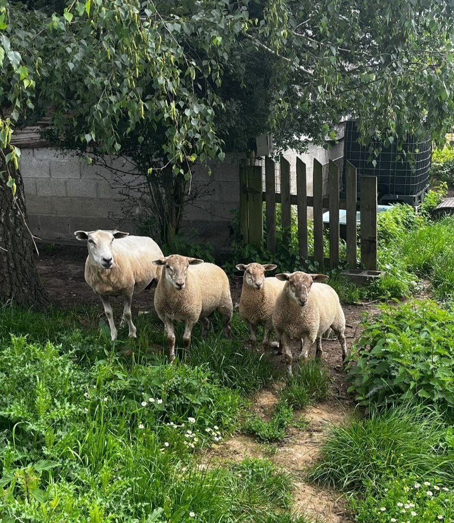 3 schaap lammeren te koop, Dieren en Toebehoren, Meerdere dieren, Schaap, 0 tot 2 jaar