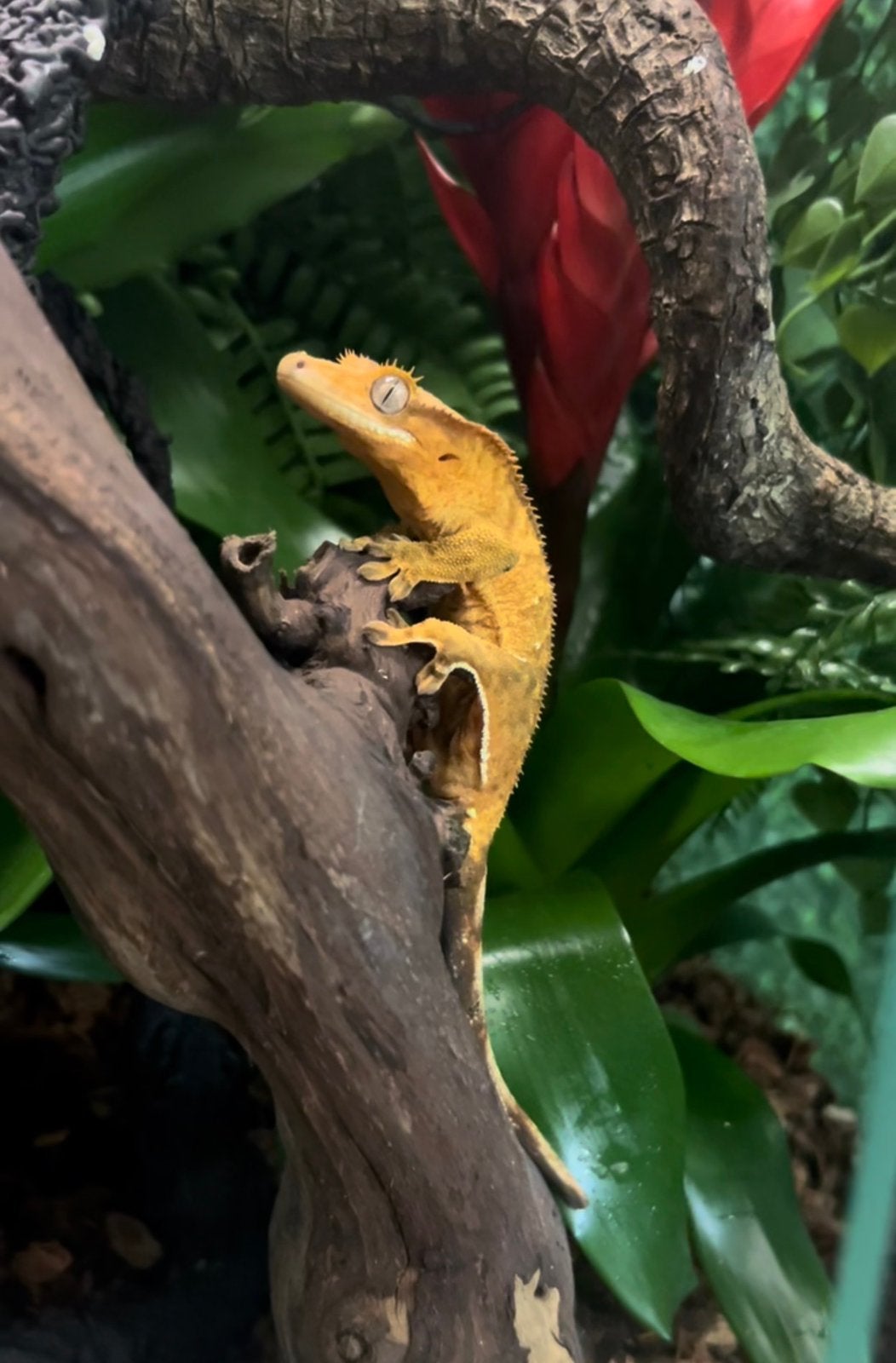 Wimpergekko zoekt nieuwe goede thuis, Overige soorten, Met terrarium, 3 tot 6 jaar