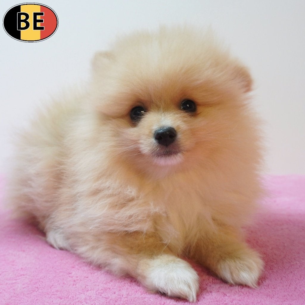 Spitz - doux et adorables (chiots belges à vendre), Animaux & Accessoires, Commerçant, Maladie de Carré (chiens), Autres races