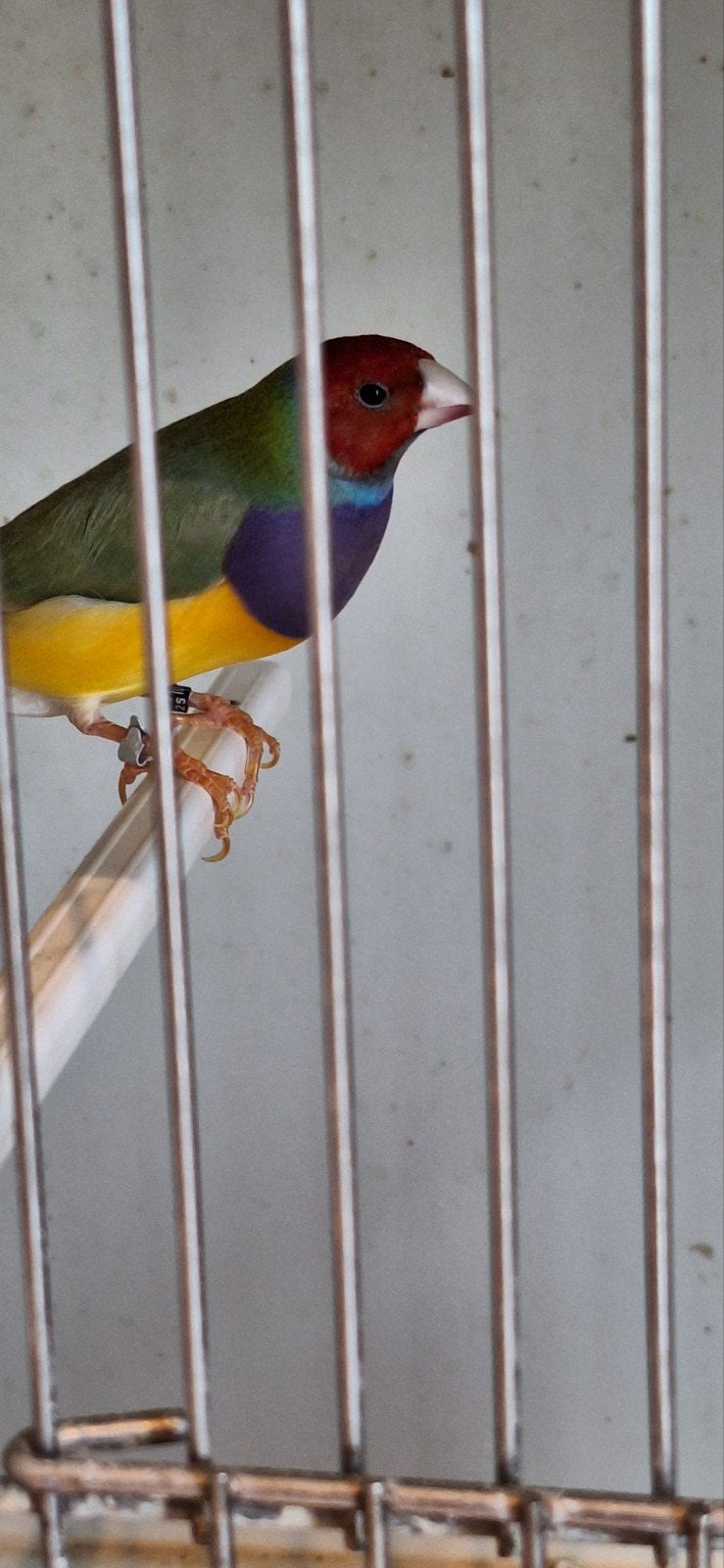 gouldamandine, Dieren en Toebehoren