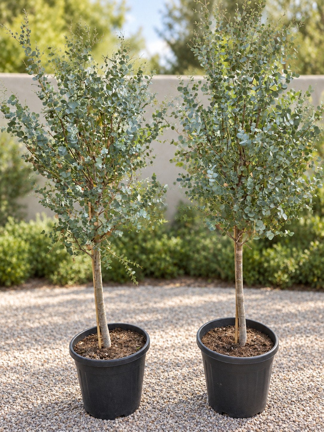Eucalyptus Gunni, Tuin en Terras, Ophalen, Halfschaduw