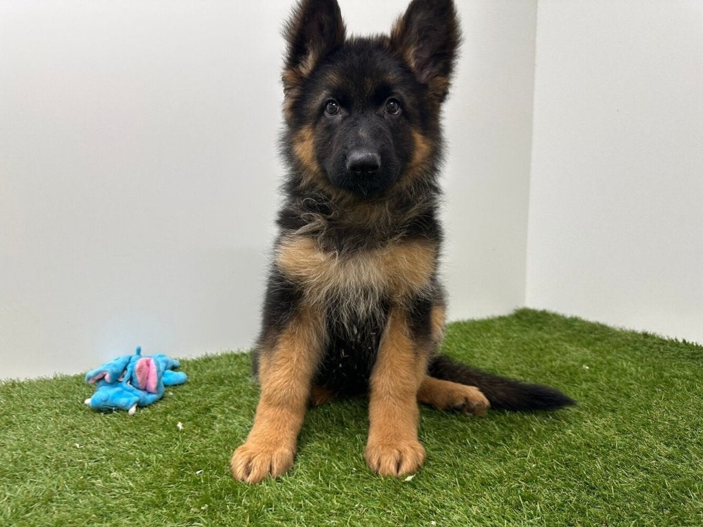 Langharige Duitse Herder pups, België, 8 tot 15 weken, Parvo, Meerdere