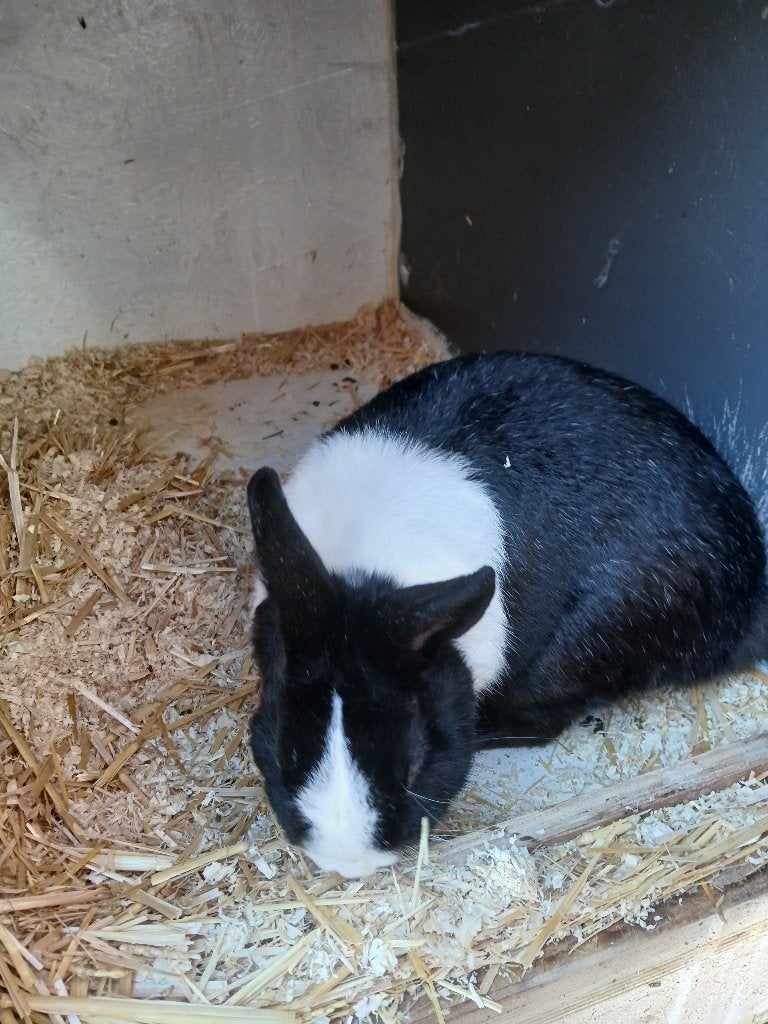 Dwergkonijnen, Dieren en Toebehoren, Konijnen, Meerdere dieren, Klein, 0 tot 2 jaar