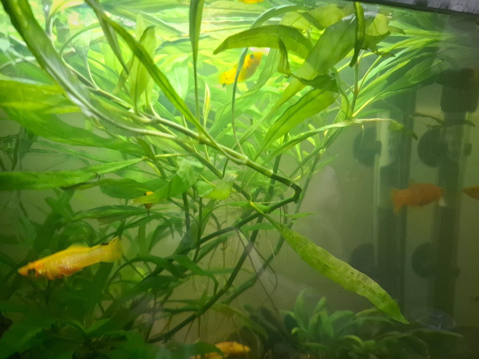 Gratis aquariumvisjes