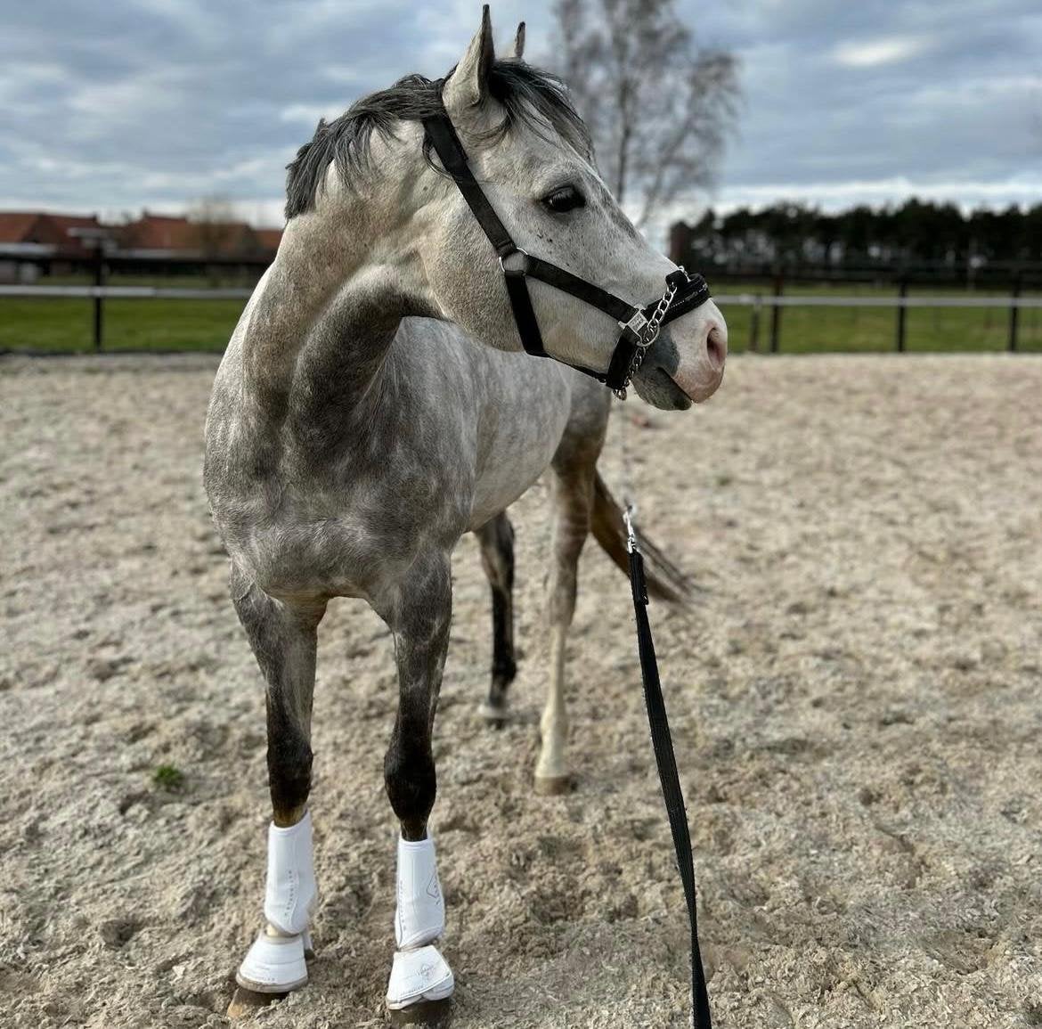 Leuke allrounder, Hengst