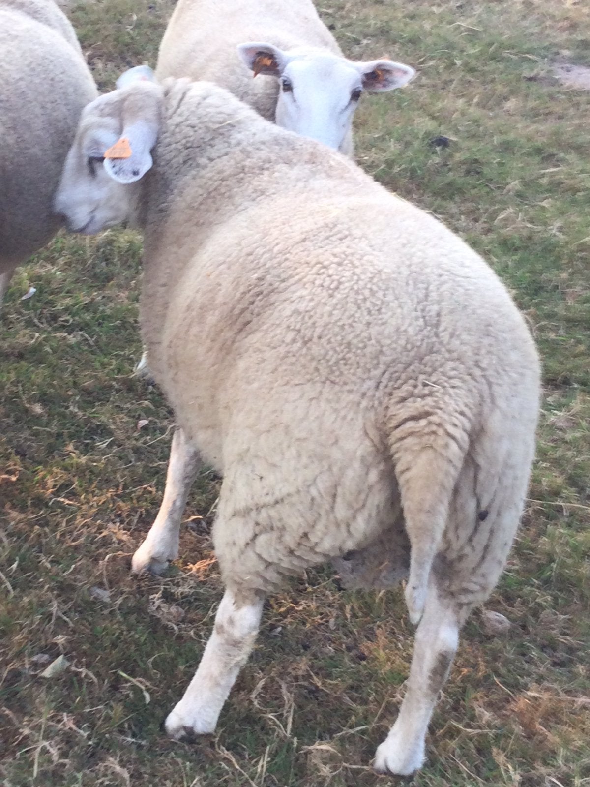 Schaap Te koop, Dieren en Toebehoren, Schapen, Geiten en Varkens, Mannelijk, Schaap, 0 tot 2 jaar