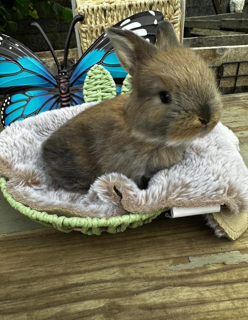 Frans hangoor kleintje, Mannelijk, Groot, Hangoor, 0 tot 2 jaar