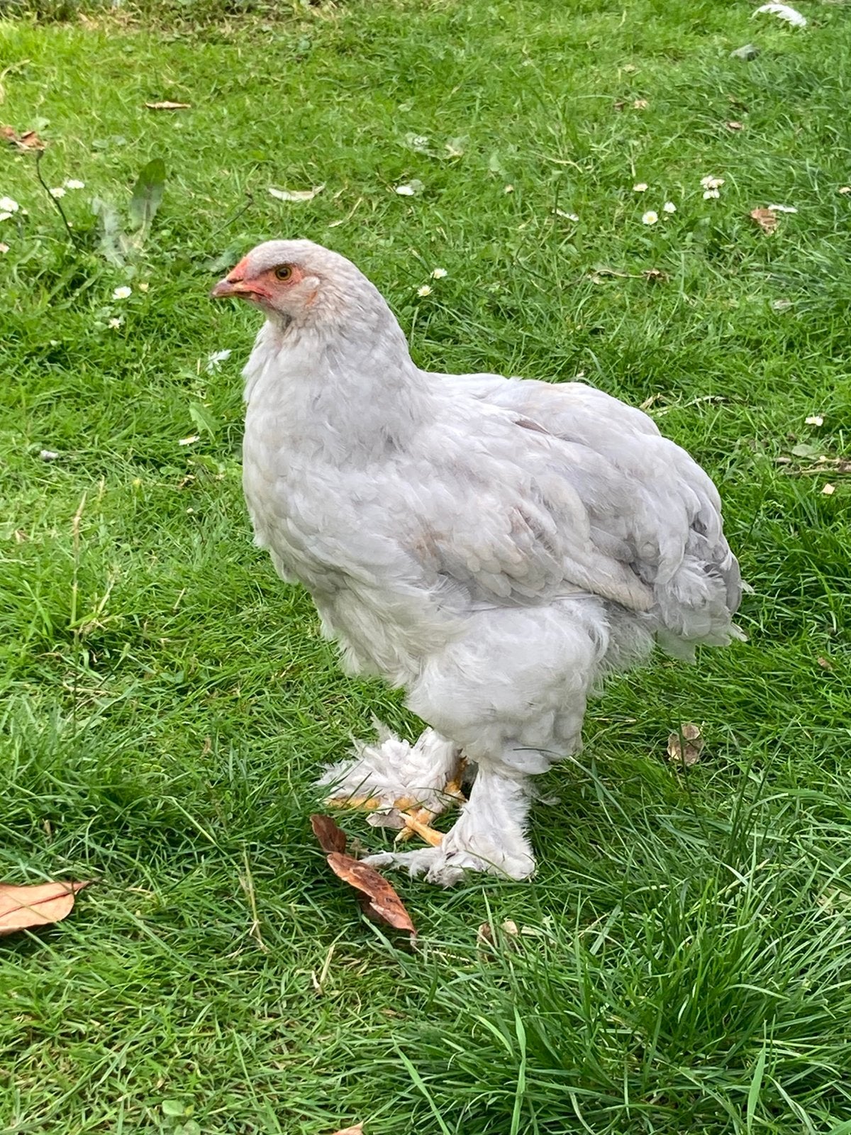 Jonge brahma haan, Dieren en Toebehoren, Pluimvee, Mannelijk, Kip