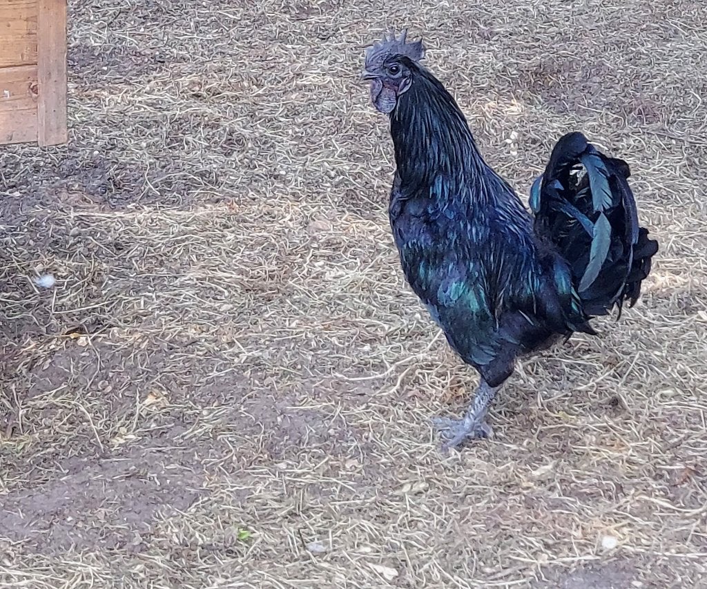 Ayam cemani haan, Dieren en Toebehoren, Pluimvee, Mannelijk, Kip