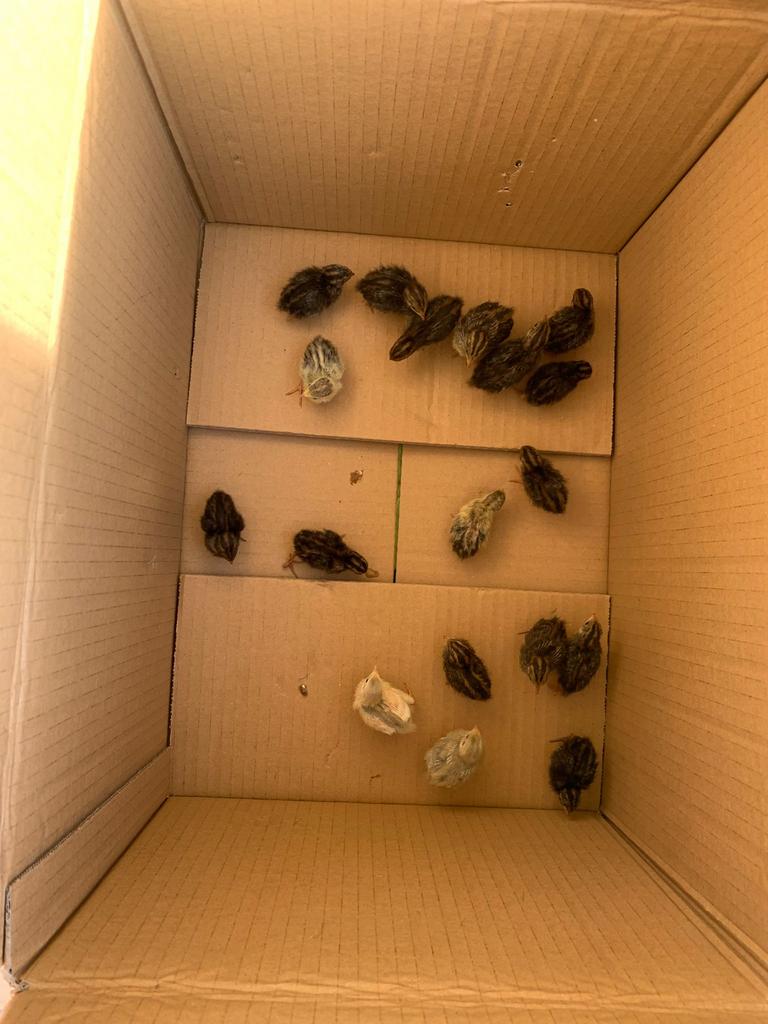 Kuikens chinese dwergkwartels van 19/04, Ophalen, Zo goed als nieuw