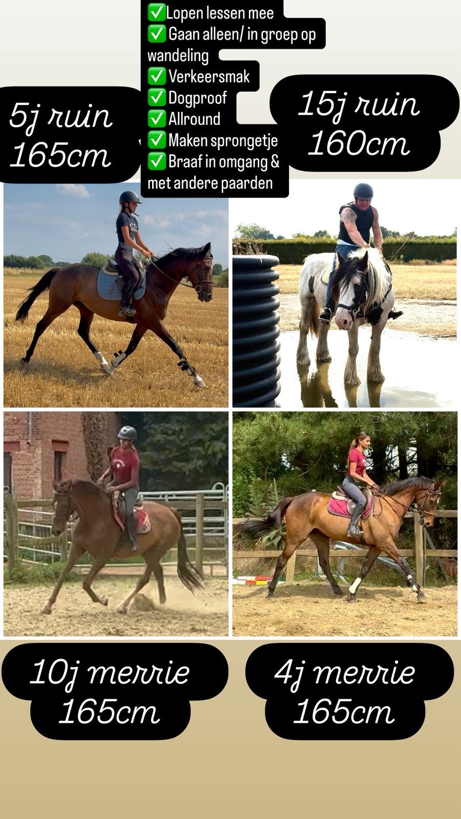 4 bons chevaux, Animaux & Accessoires, Chevaux