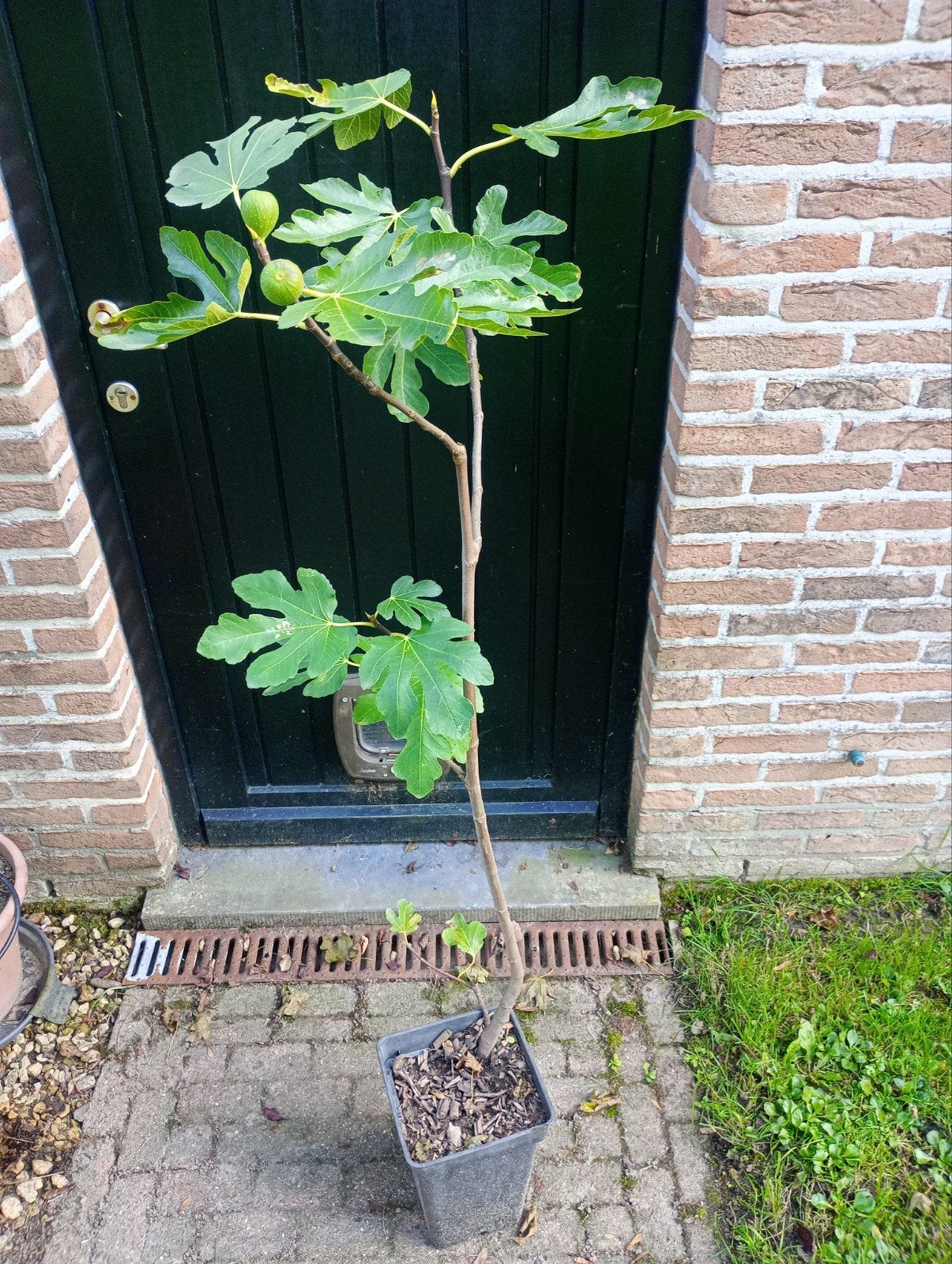vijgenstruik met vruchten, Enlèvement, 100 à 250 cm, Figuier