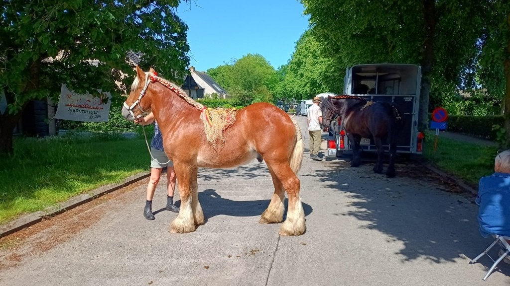 Ruiter, Menner, Stalhulp ..., Dieren en Toebehoren