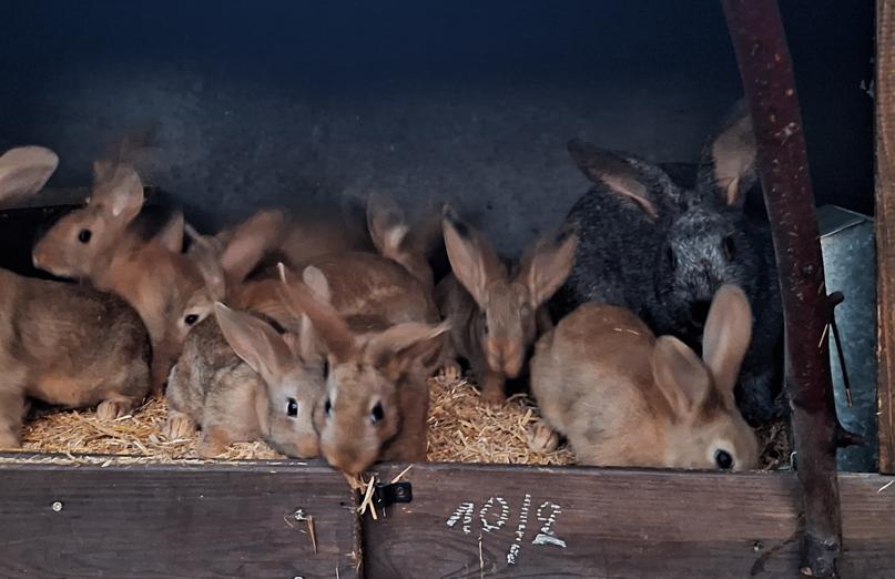 vleeskonijnen 2 maand, Dieren en Toebehoren, Meerdere dieren, Middelgroot, 0 tot 2 jaar