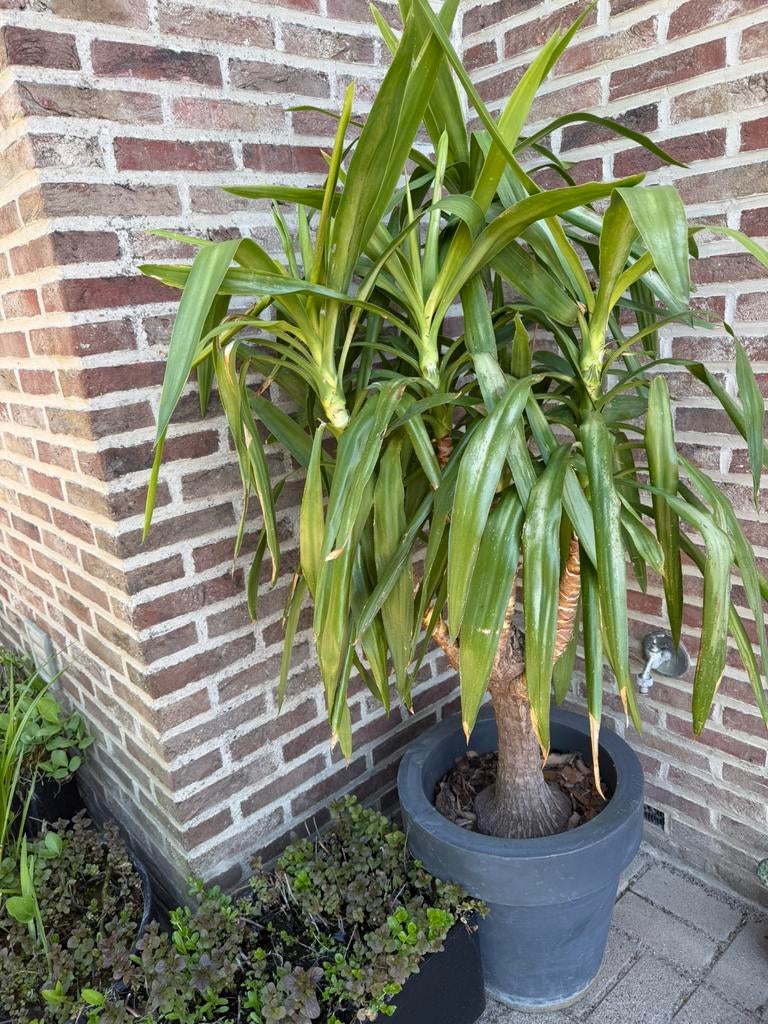 Yucca, Ophalen, 100 tot 250 cm