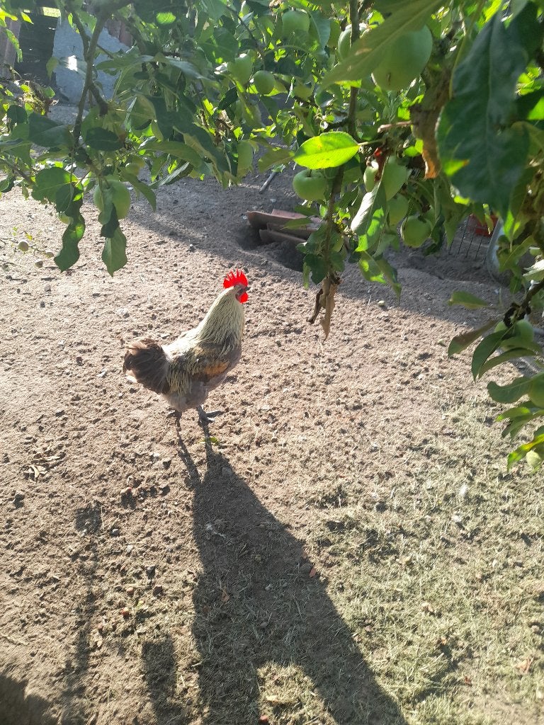 haan kippen, Mannelijk, Kip