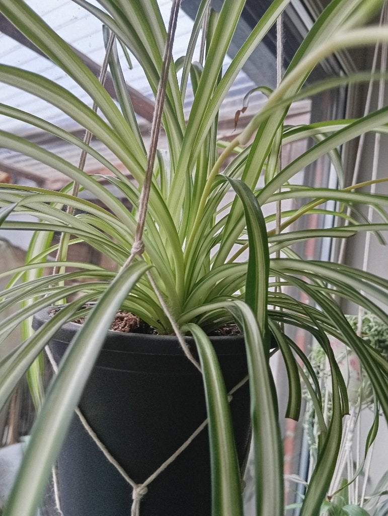 Plante araignée, Autres espèces, En pot, Moins de 100 cm, Enlèvement