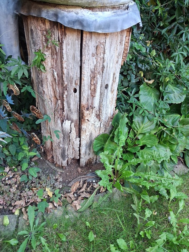 Boomstam   Gezocht, Enlèvement, Autres essences de bois