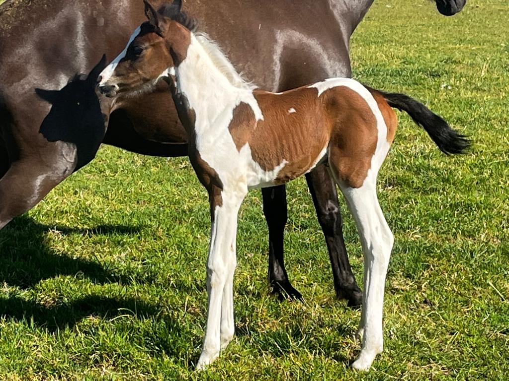 Cinderella te Walem merrieveulen en moeder, Merrie, D pony (1.37m tot 1.48m)
