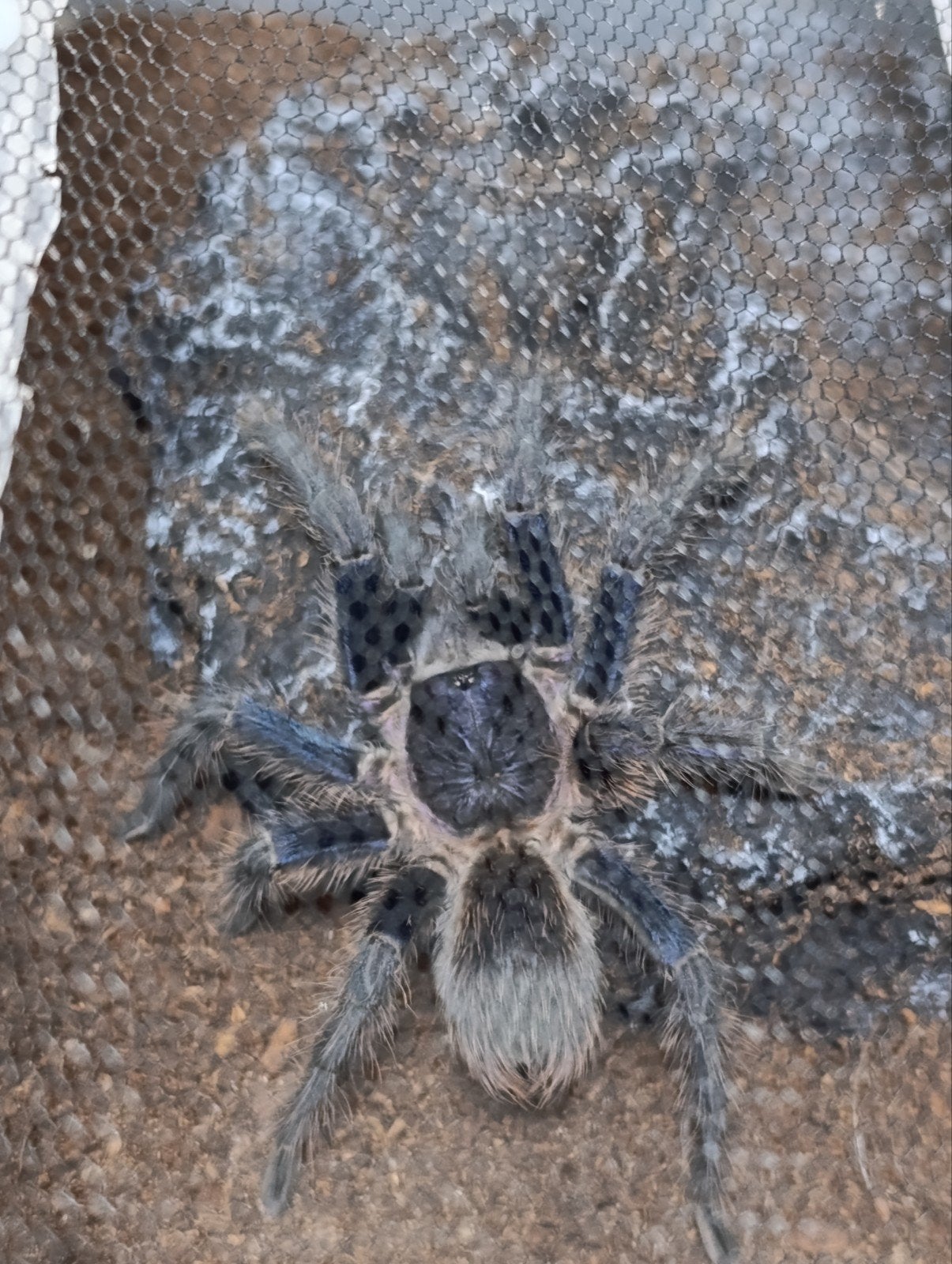 phormictopus sp. Dominican purple koppel, Dieren en Toebehoren