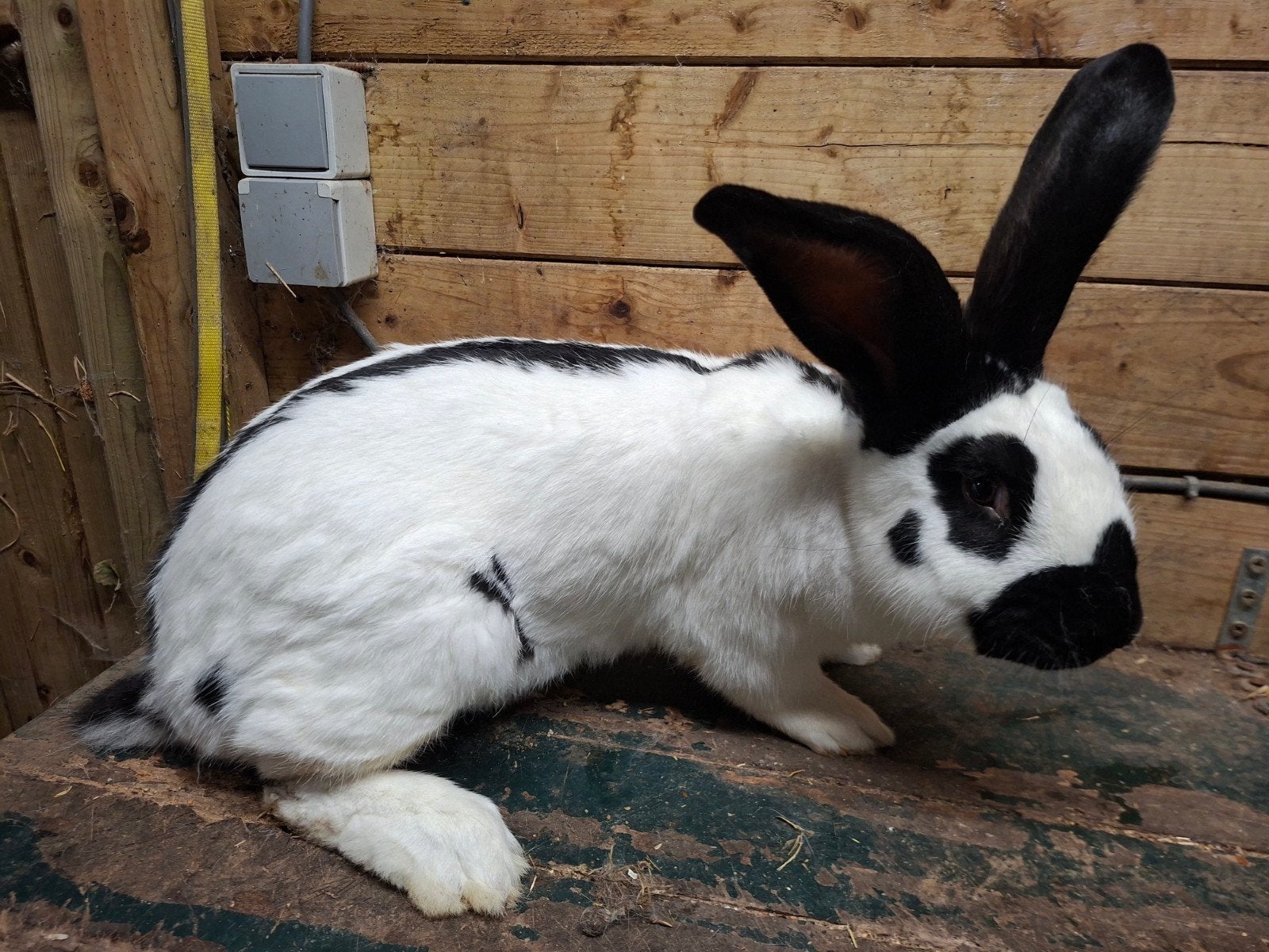 reuzevlinder ram, Dieren en Toebehoren