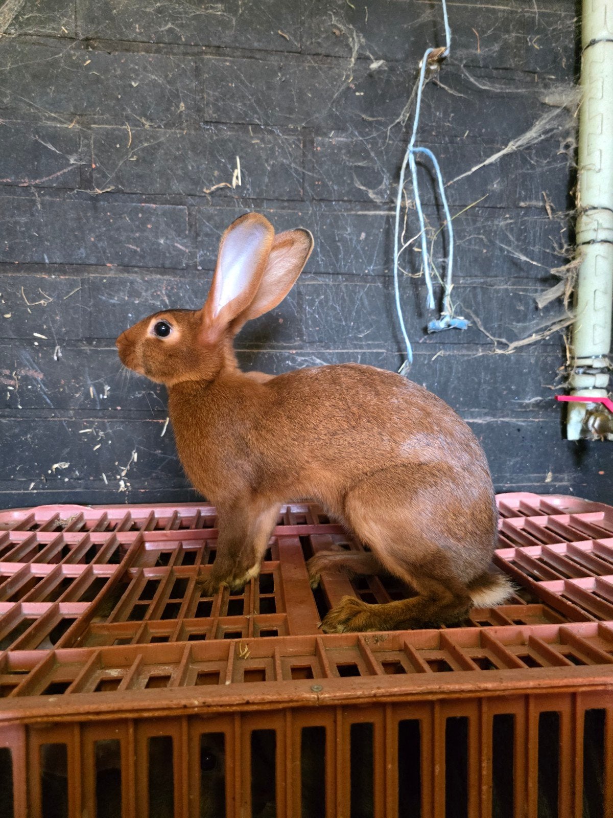 Belgische haas, Dieren en Toebehoren, Konijnen