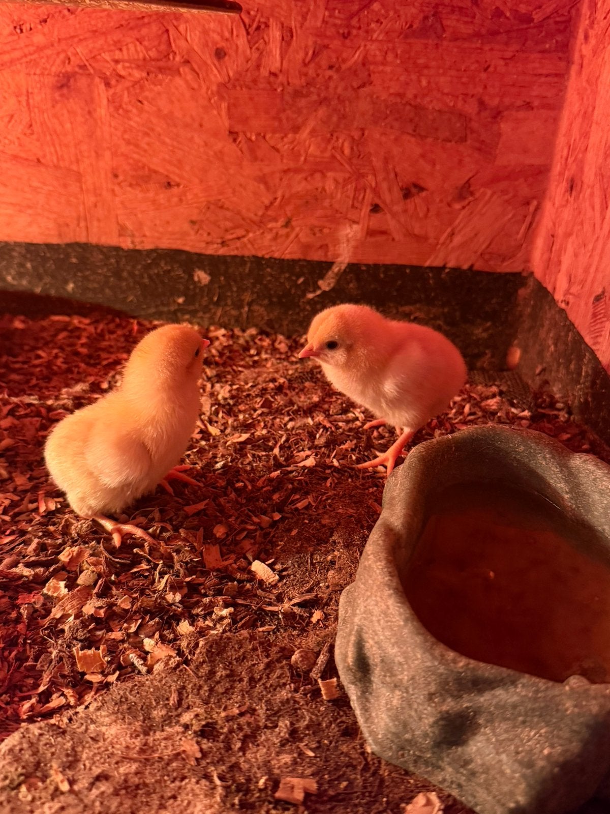 Nieuwe kuikens, Dieren en Toebehoren, Geslacht onbekend, Kip
