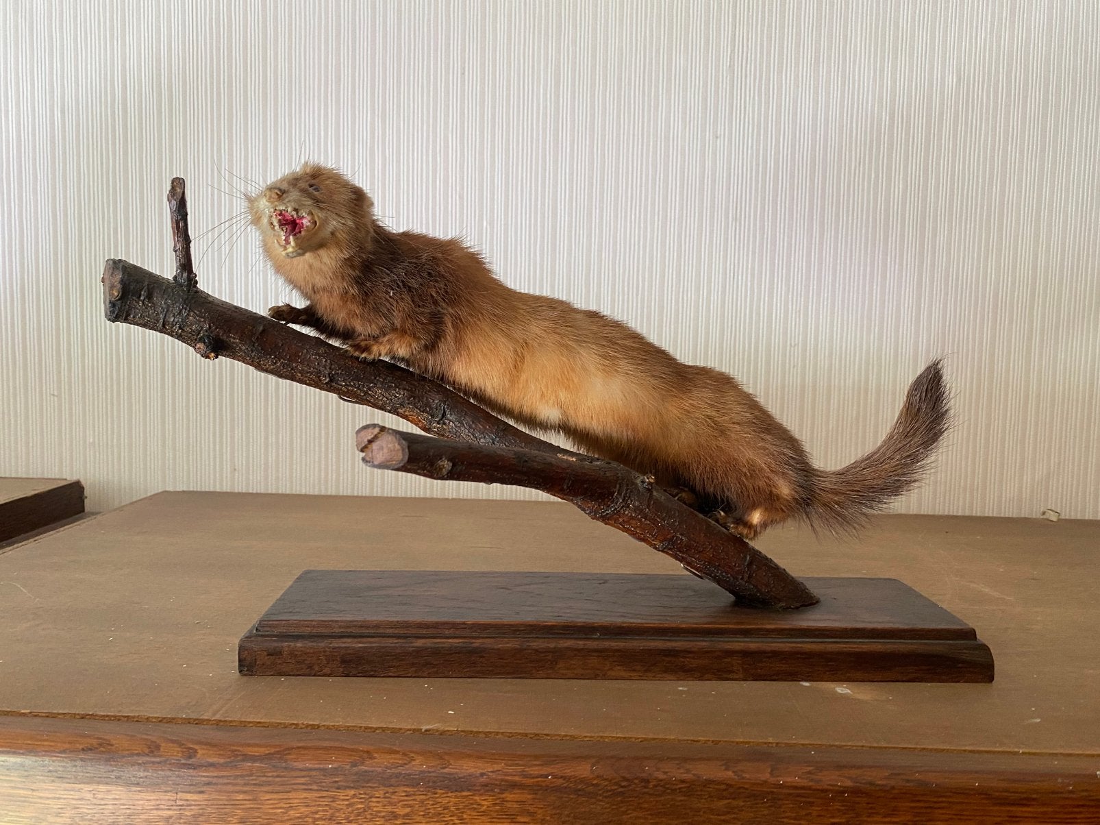 Steenmarter opgezet dier taxidermie, Verzamelen, Ophalen, Zo goed als nieuw, Wild dier, Opgezet dier