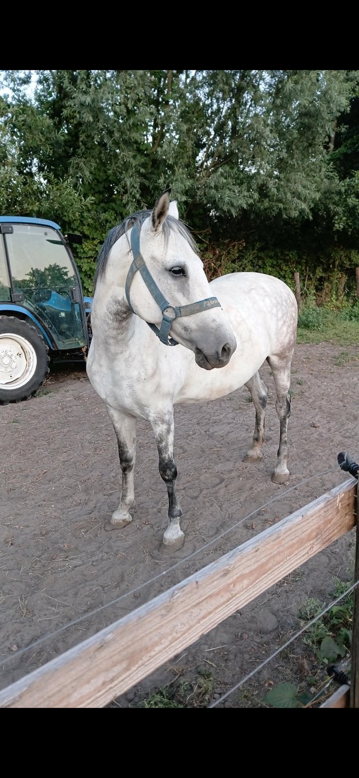 Prachtig drachtige merrie, Dieren en Toebehoren, Minder dan 160 cm, Zadelmak, 7 tot 10 jaar, Recreatiepaard